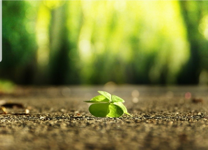 Erfolgsgeschichte: Der Katzenwunsch